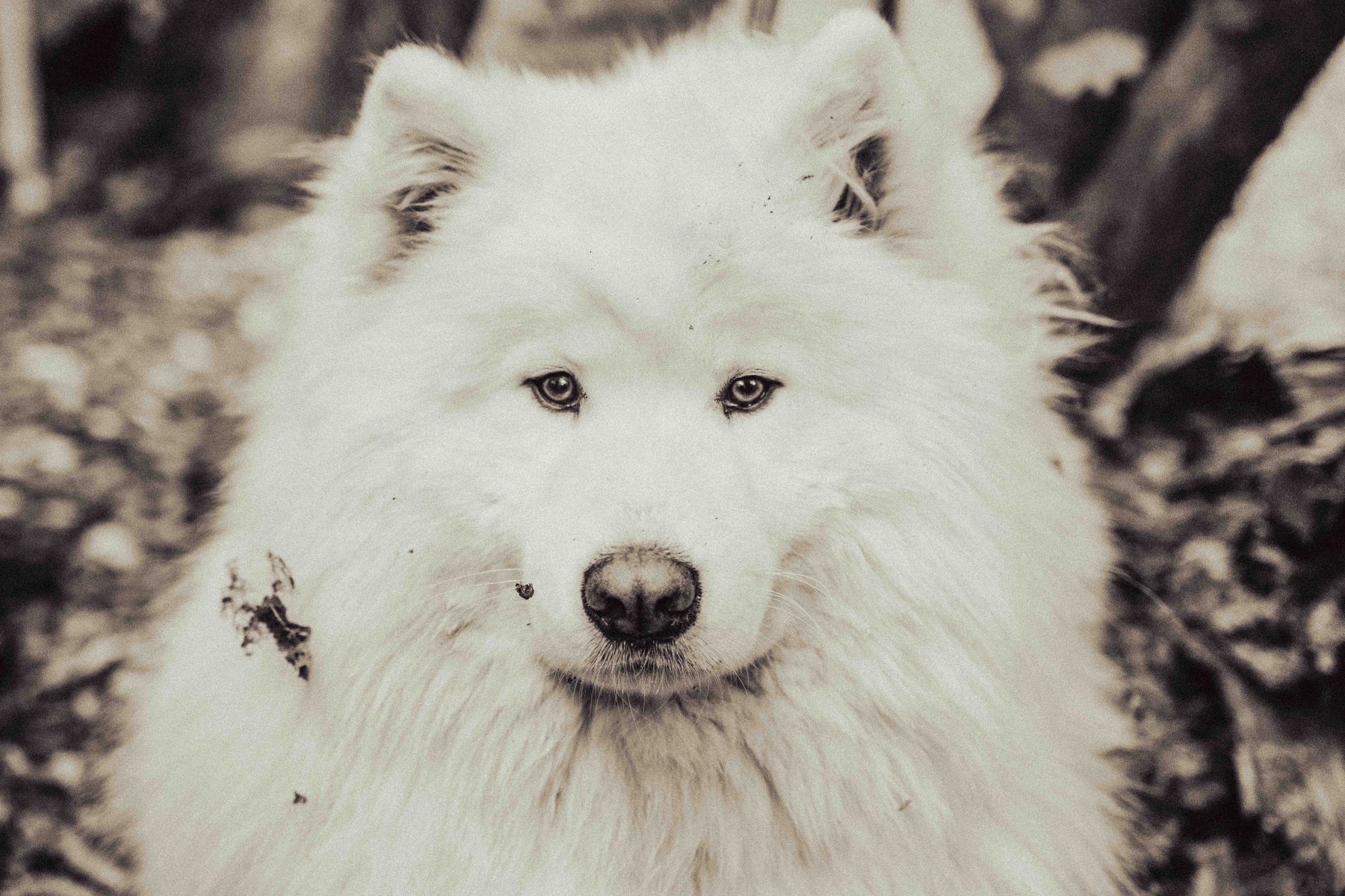 Witte hond op het terrein